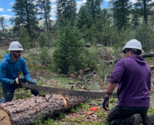 Read more about the article GUEST: When Logs Attack – Becoming a Wilderness Sawyer